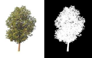 Trees that are isolated on white background are suitable for both printing and web pages photo