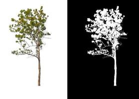 Trees that are isolated on white background are suitable for both printing and web pages photo