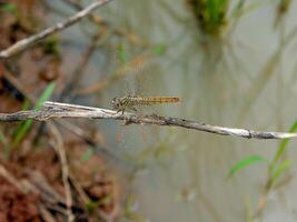 Dragonfly in a grass. photo