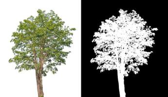 Trees that are isolated on white background are suitable for both printing and web pages photo