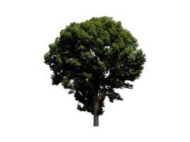 Tree that are isolated on a white background are suitable for both printing and web pages photo