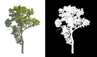 Trees that are isolated on white background are suitable for both printing and web pages photo