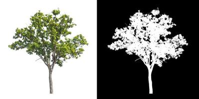 los árboles que están aislados en fondo blanco son adecuados tanto para la impresión como para las páginas web foto