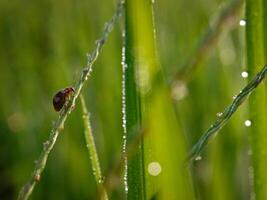 Grass and morning dew abstract. photo