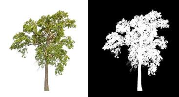 Trees that are isolated on a white background are suitable for both printing and web pages photo