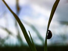 Ladybug sitting on a green leaf. photo