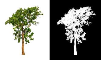 Trees that are isolated on a white background are suitable for both printing and web pages photo