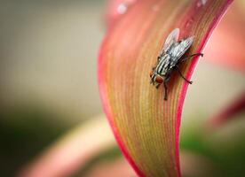 macro fotografía de soplar mosca foto