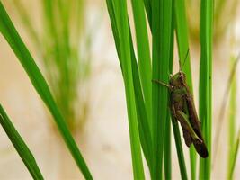 insects fly, light green grass with sunlight photo