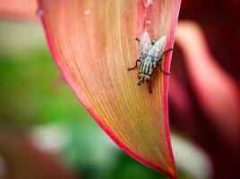 macro fotografía de soplar mosca foto