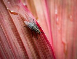 macro fotografía de soplar mosca foto