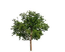 Tree that are isolated on a white background are suitable for both printing and web pages photo