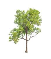 Trees that are isolated on a white background are suitable for both printing and web pages photo