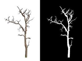 Dead tree on white picture background with clipping path, single tree with clipping path and alpha channel photo