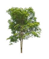 Trees that are isolated on a white background are suitable for both printing and web pages photo