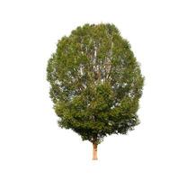 Tree that are isolated on a white background are suitable for both printing and web pages photo