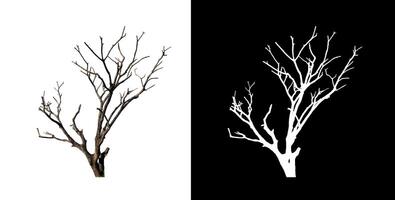 Dead tree on white picture background with clipping path, single tree with clipping path and alpha channel photo