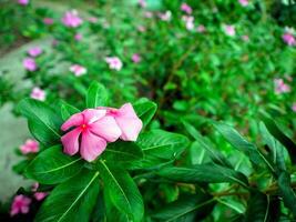 Pink flowers bloom in the spring, beautiful pink flowers. photo