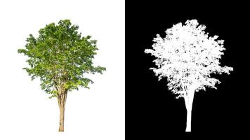 Tree on transparent picture background with clipping path, single tree with clipping path and alpha channel on black background photo