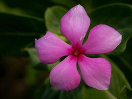 Pink flowers bloom in the spring, beautiful pink flowers. photo