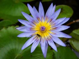 purple flowers blooming in spring beautiful purple flowers photo