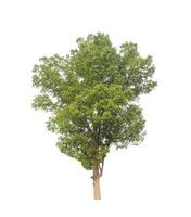 Trees that are isolated on a white background are suitable for both printing and web pages photo
