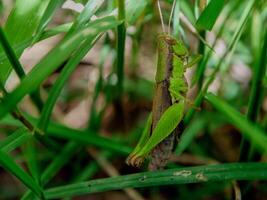 insects fly, light green grass with sunlight photo