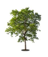 Tree that are isolated on a white background are suitable for both printing and web pages photo