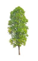 Trees that are isolated on a white background are suitable for both printing and web pages photo