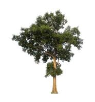 Tree that are isolated on a white background are suitable for both printing and web pages photo