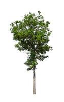 Tree that are isolated on a white background are suitable for both printing and web pages photo