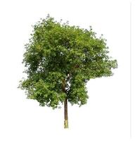 Tree that are isolated on a white background are suitable for both printing and web pages photo