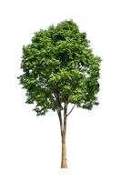 Tree that are isolated on a white background are suitable for both printing and web pages photo