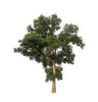 Tree that are isolated on a white background are suitable for both printing and web pages photo