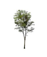Tree that are isolated on a white background are suitable for both printing and web pages photo