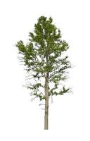Tree that are isolated on a white background are suitable for both printing and web pages photo