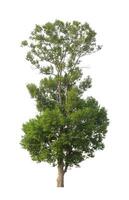Tree that are isolated on a white background are suitable for both printing and web pages photo