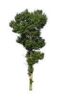 Tree that are isolated on a white background are suitable for both printing and web pages photo