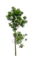 Tree that are isolated on a white background are suitable for both printing and web pages photo