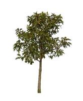 Tree that are isolated on a white background are suitable for both printing and web pages photo