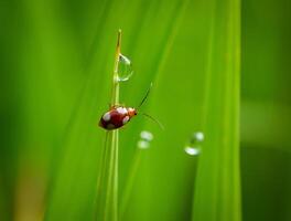 Grass and morning dew abstract. photo