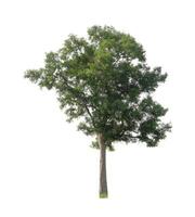 Tree that are isolated on a white background are suitable for both printing and web pages photo