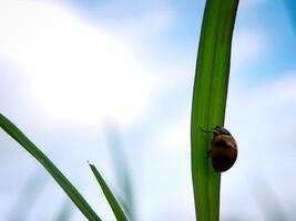 Ladybug sitting on a green leaf. photo