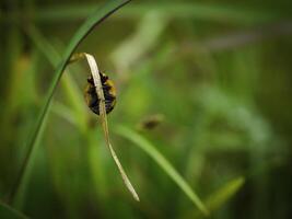 Ladybug sitting on a green leaf. photo