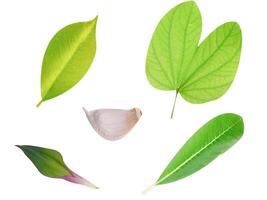 Leaf Collection on White Backdrop photo