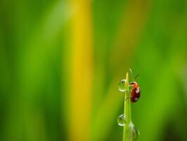 Grass and morning dew abstract. photo