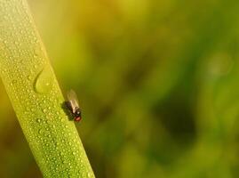 Grass and morning dew abstract. photo