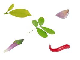 Leaf Collection on White Backdrop photo