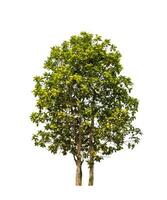 Tree that are isolated on a white background are suitable for both printing and web pages photo
