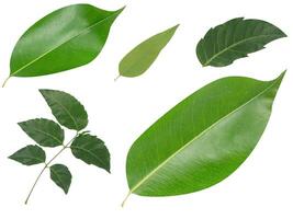 Leaf Collection on White Backdrop photo